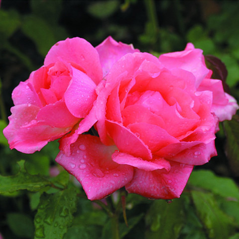 Роза поульсен сорта фото