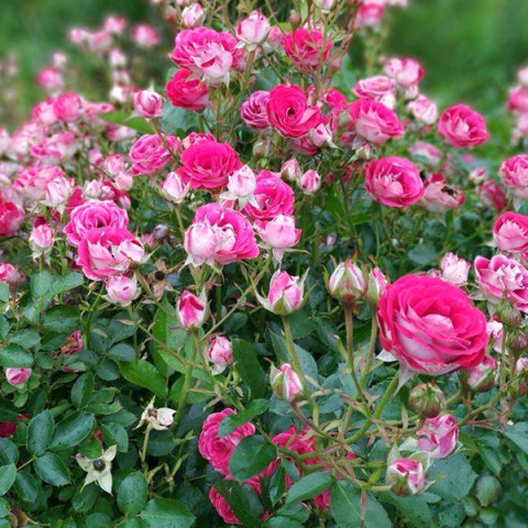 Троянда патіо Пінк Бебіфлор (Pink Babyflor)