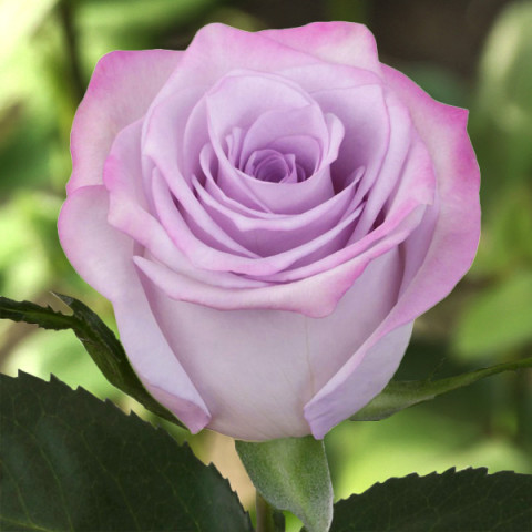 Троянда грунтопокривна Пьорпл Хейз (Purple Haze)