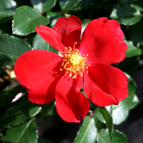 Роза почвопокровная Ред Хэйз (Red Haze)