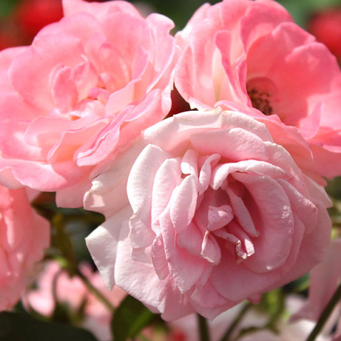 Роза
 флорибунда Розали 83 (Rosali 83)