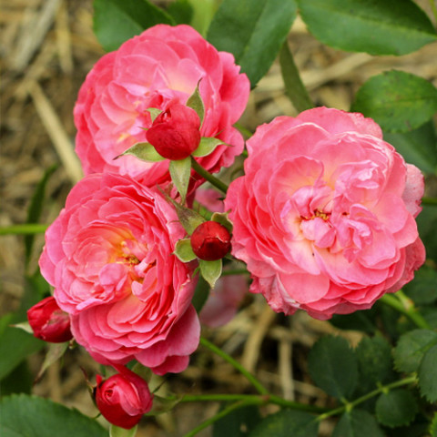 Троянда Валферданге (Walferdange)