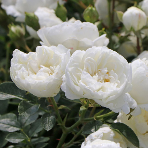Троянда патіо Вайт Бебіфлор (White Babyflor)