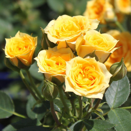 Троянда патіо Йеллоу Клементина (Yellow Clementine)