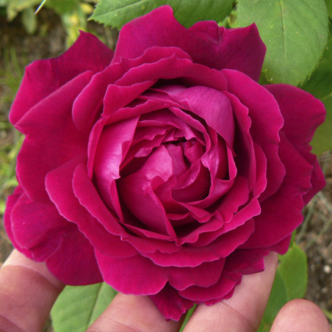 Троянда англійська Альфред Коломб (Alfred Colomb)