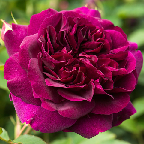 Троянда англійська Дарсі Бассел (Darcey Bussell)