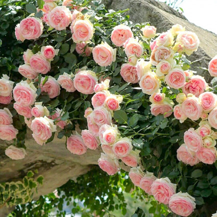 Роза английская плетистая Эден Роуз (Eden Rose)