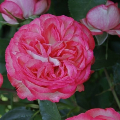 Роза английская плетистая Розовый Лед (Pink Ice)