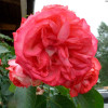 Роза Розовый Лед (Pink Ice) (контейнер 2 л)