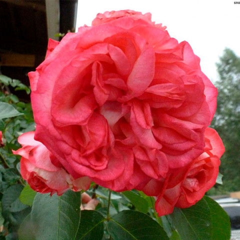 Троянда англійська плетиста Рожевий Лід (Pink Ice)