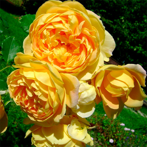 Роза Golden Celebration (Голден Селебрейшн)