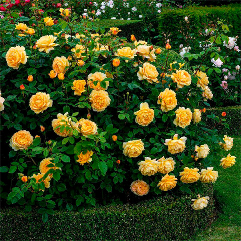 Троянда англійська плетиста Golden Celebration (Голден Селебрейшн)