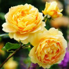 Троянда англійська плетиста Golden Celebration (Голден Селебрейшн)