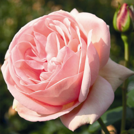 Роза чайно-гибридная Афродита (Aphrodite)
