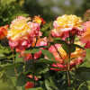Троянда чайно-гібридна Акварель (Aquarell)
