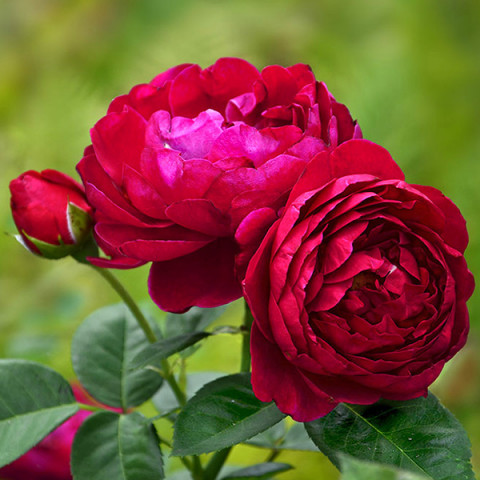 Троянда чайно-гібридна Аскот (Ascot)