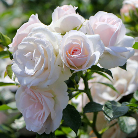Роза почвопокровная махровая Аспирин Розе (Aspirin-Rose)