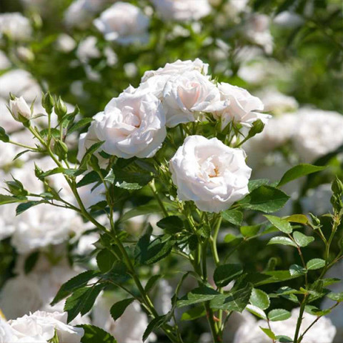 Роза почвопокровная махровая Аспирин Розе (Aspirin-Rose)