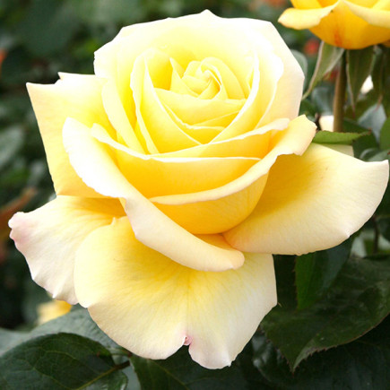 Троянда чайно-гібридна Авек Амор (Avec Amour)