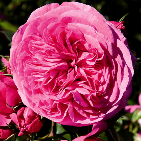 Троянда флорібунда Баронеса (Baronesse)