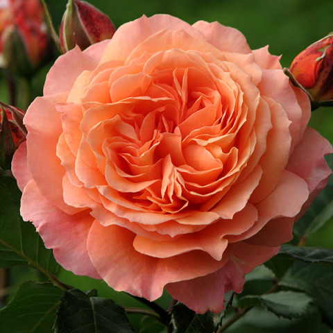 Роза английская Бельведер (Belvedere)
