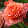 Троянда англійська Бельведер (Belvedere)