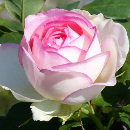 Троянда чайно-гібридна Бідермайер Гарден (Biedermeier Garden)