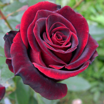 Троянда плетиста Чорний Принц (Black Prince)