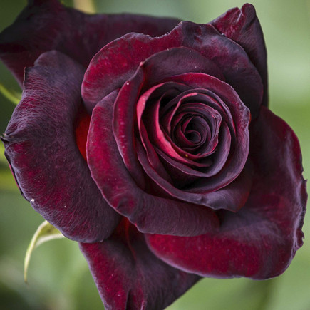 Троянда чайно-гібридна Блек Леді (Black Lady)