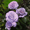 Роза чайно-гибридная Блю Гёрл (Blue Girl)