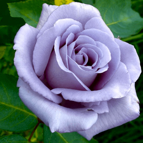 Троянда чайно-гібридна Блю Вандер (Blue Wonder)