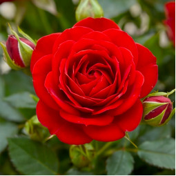 Роза бордюрная Красная