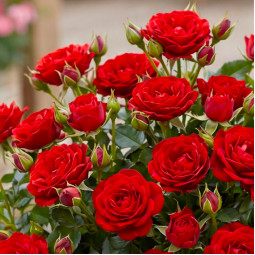 Роза бордюрная Красная