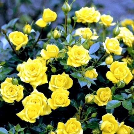 Троянда бордюрна Жовта Лялька (Yellow doll) контейнер 2 л