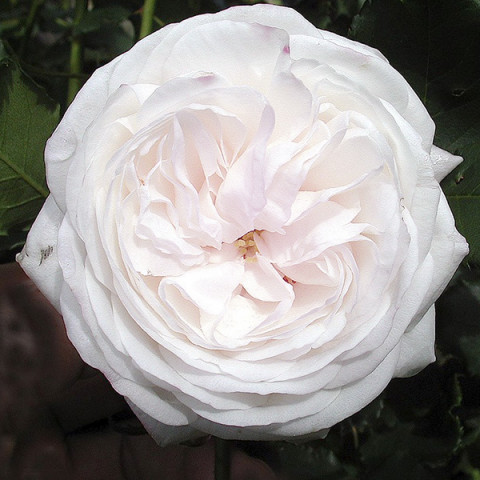 Троянда плетиста Буль Де Неж (Boule de Neige)