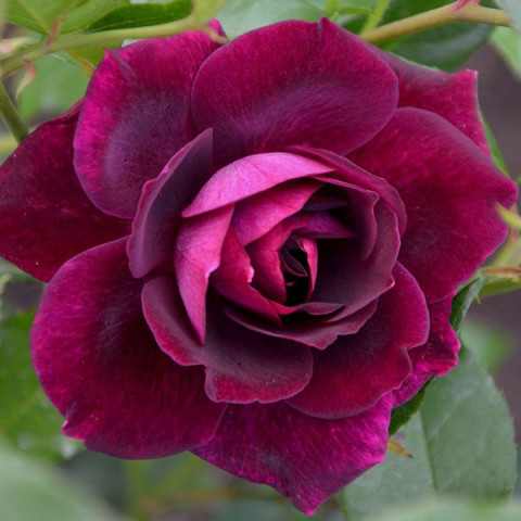 Роза флорибунлда Бургунди Айс (Burgundy Ice)