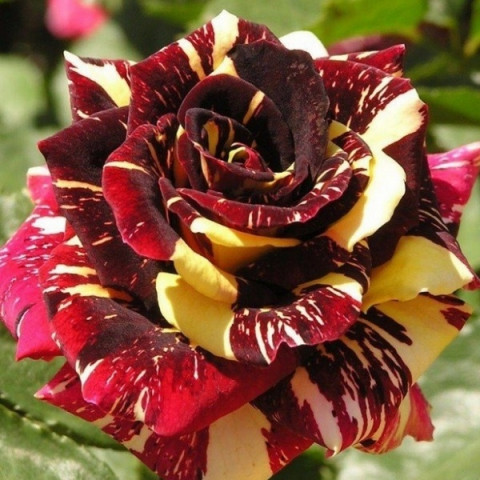 Роза Абракадабра (Аbracadabra) штамб
