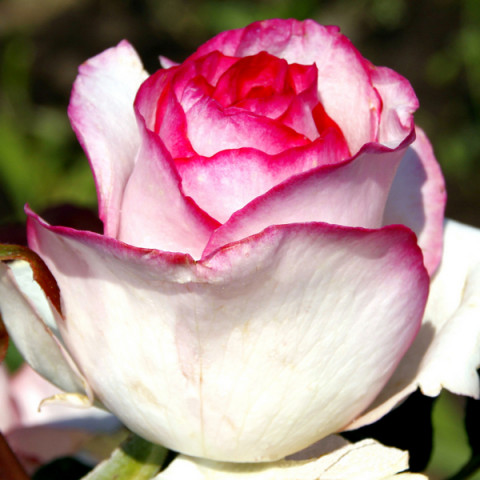 Троянда чайно-гібридна

 Белла Віта (Bella Vita)