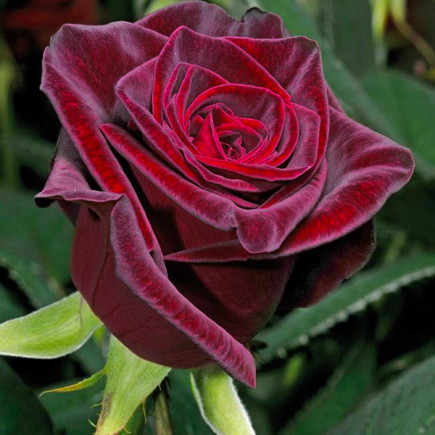 Троянда чайно-гібридна Блек Баккара (Black Baccara)