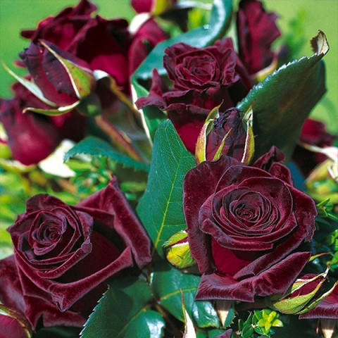 Троянда чайно-гібридна Блек Баккара (Black Baccara)