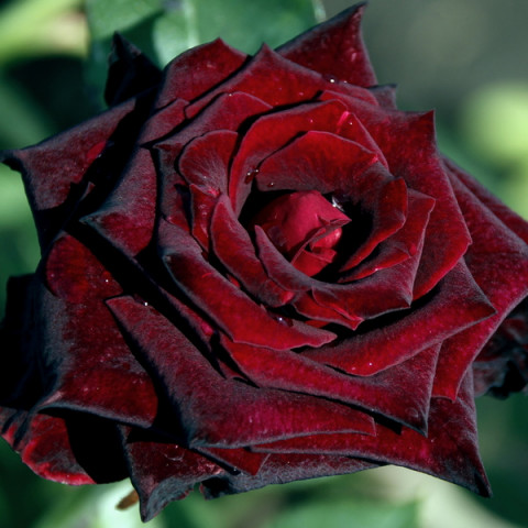 Роза Блек Баккара (Black Baccara)