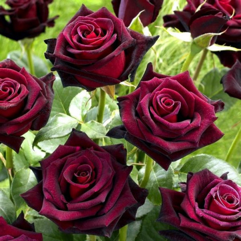 Роза Блек Баккара (Black Baccara)