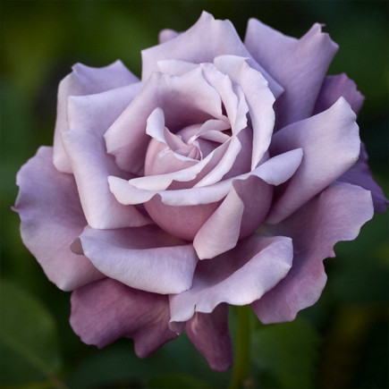 Роза чайно-гибридная Голубая Королева (Blue Queen)