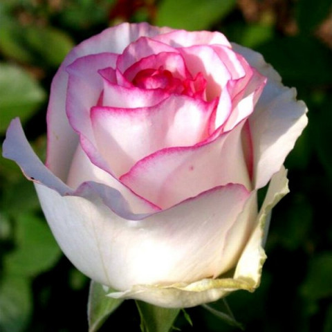 Троянда чайно-гібридна Дольче Віта нова (Dolce Vita new)