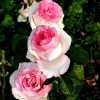 Троянда Дольче Віта нова (Dolce Vita new) штамб (контейнер 2.0 л)