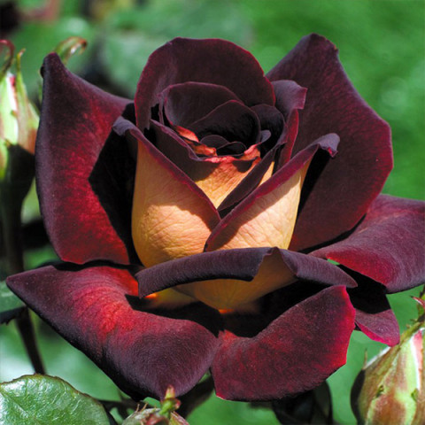 Троянда чайно-гібридна Едді Мітчел (Eddy Mitchell)