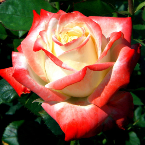 Роза чайно-гибридная Императрица (Imperatrice)