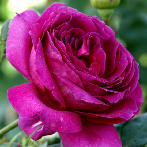 Роза чайно-гибридная Юрианда (Yrianda)