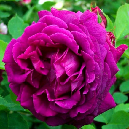 Троянда Юріанда(Yrianda) штамб