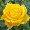 Троянда Керн (Kern) штамб